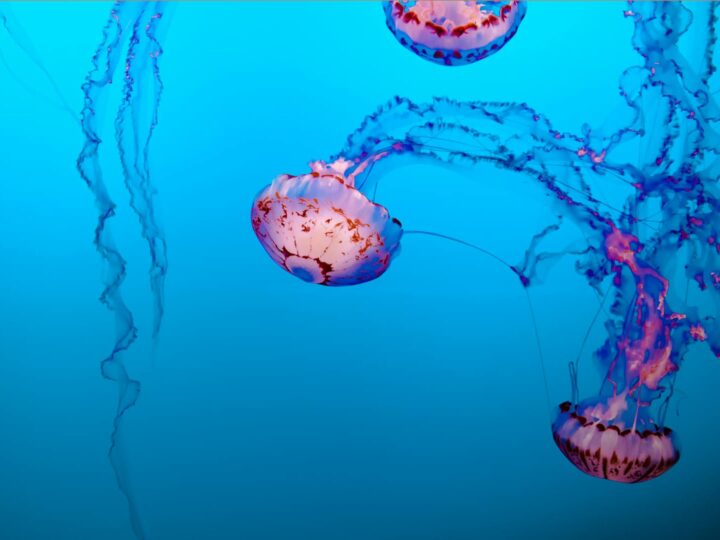 Aquatic
