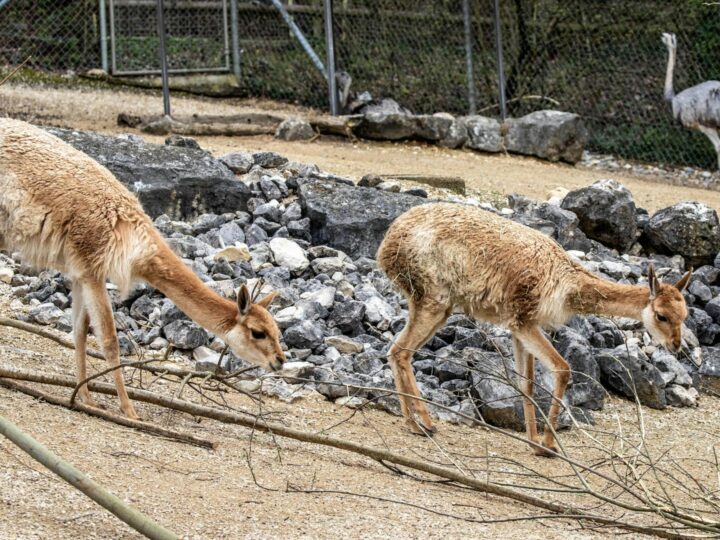 Parco Atlantico di Las Llamas