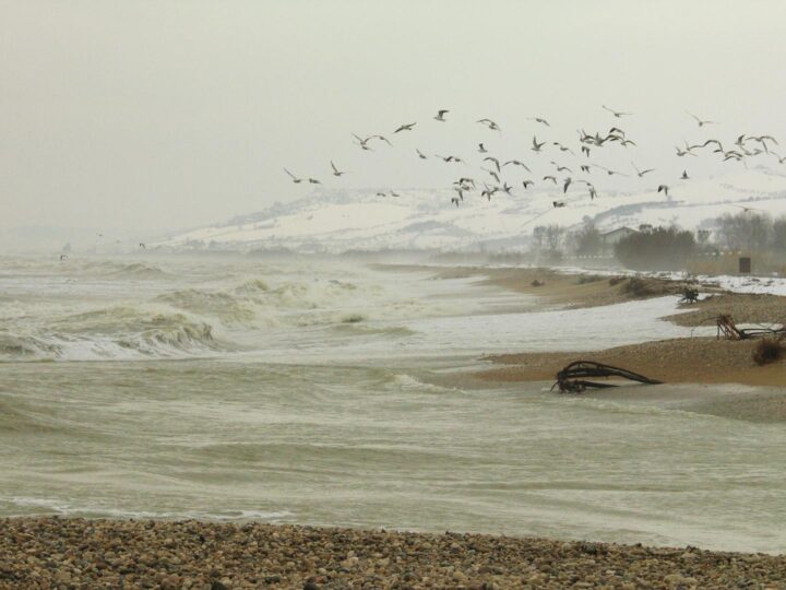 Comb of the Wind