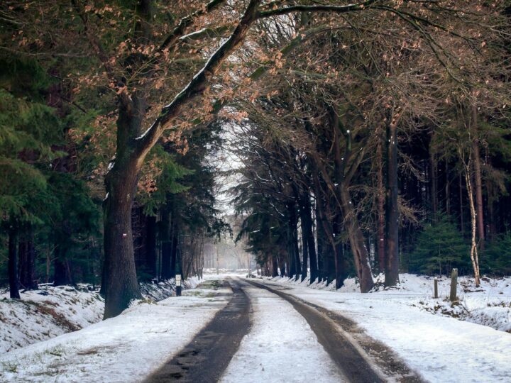 Park 1 grudnia