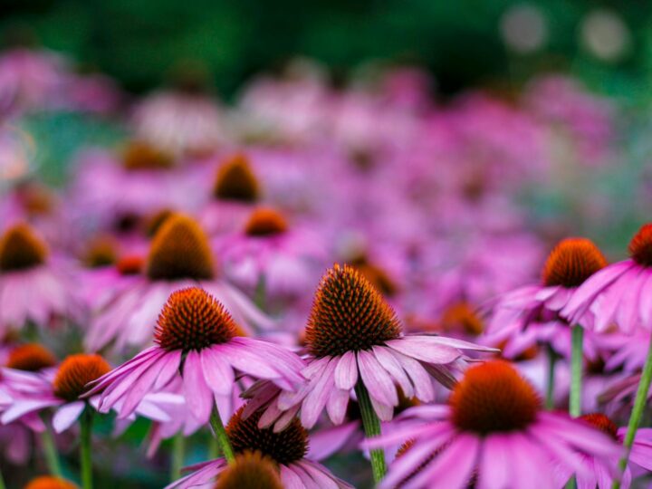 Jardin francoallemand