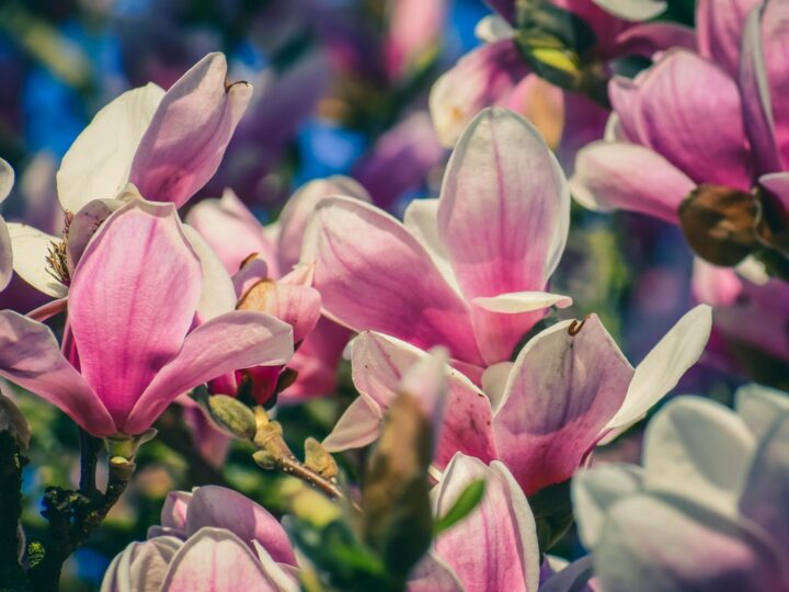 Park Magnolii