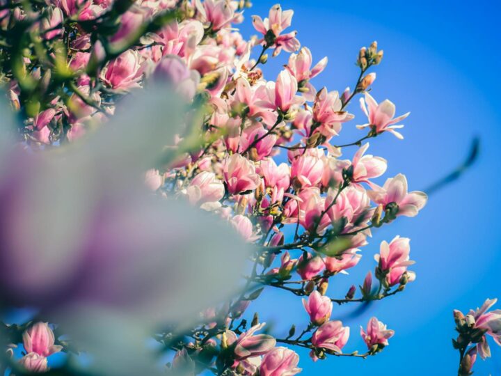 Park Magnolii