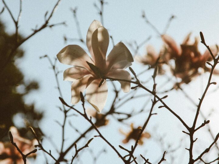 Park Magnolii