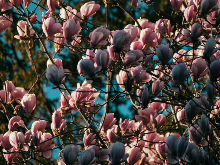 Park Magnolii