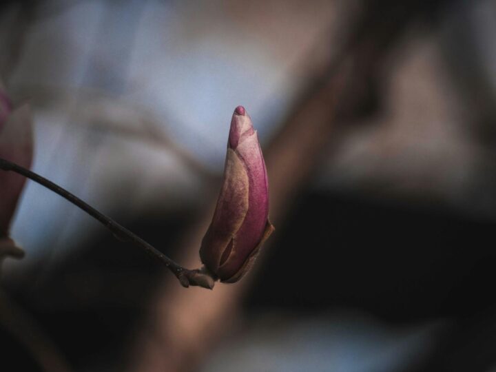 Park Magnolii