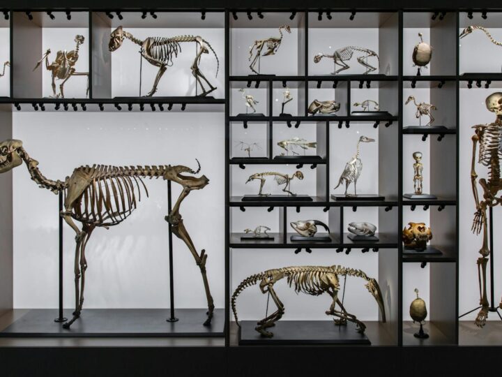 Museo de la Evolucin Humana