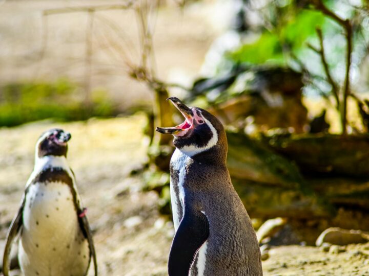 Zoo w Oradei