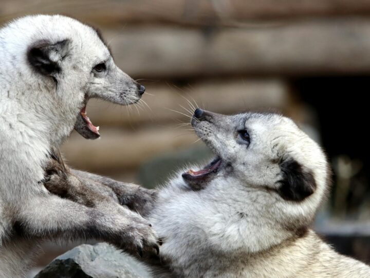 Zoo w Oradei