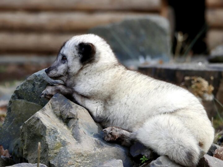 Zoo w Oradei