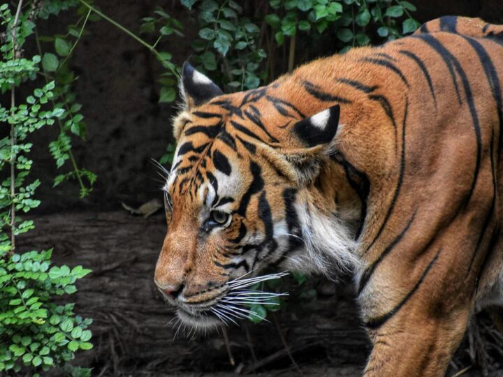 Zoo w Oradei