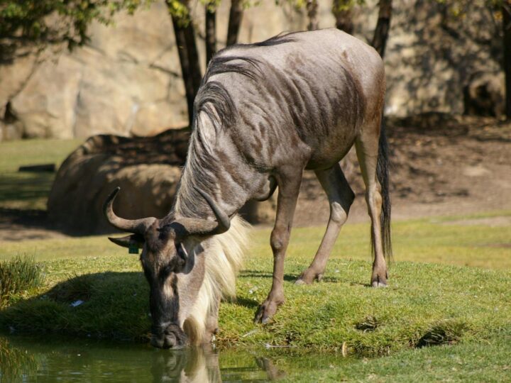 Pettitts Animal Adventure Park