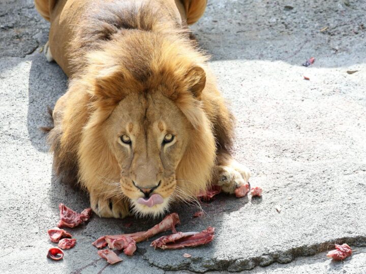 Zoo de Pilsen