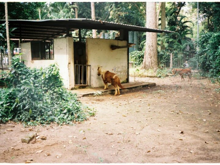 Zoo de Pilsen