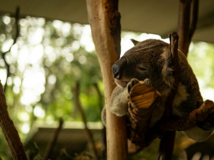 Zoo de Pilsen