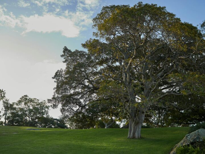 Parque Natural Regional da Montanha de Reims