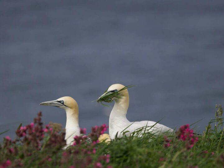 RSPB Saltholme