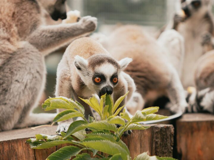 Zoo de Saarbrcken