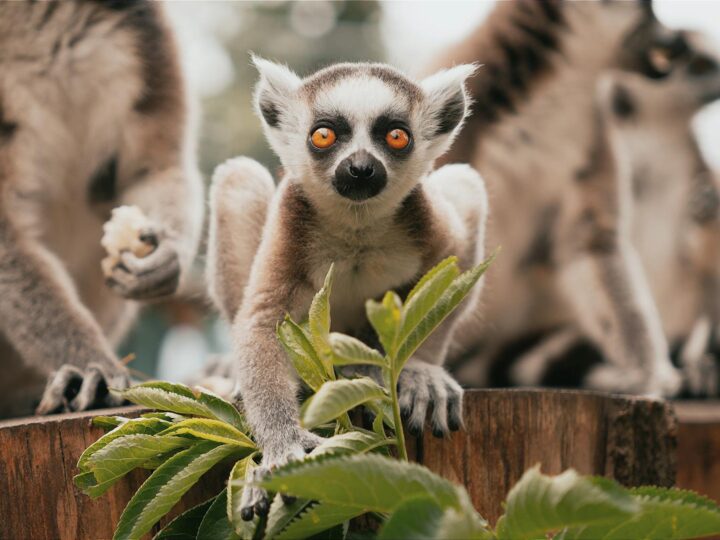 Zoo de Saarbrcken