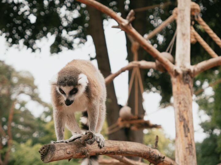 Zoo de Saarbrcken