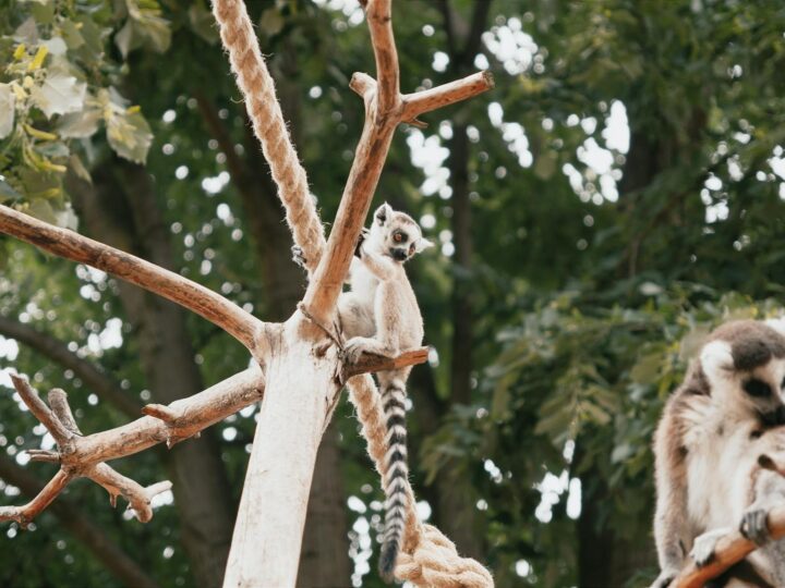 Zoo de Saarbrcken