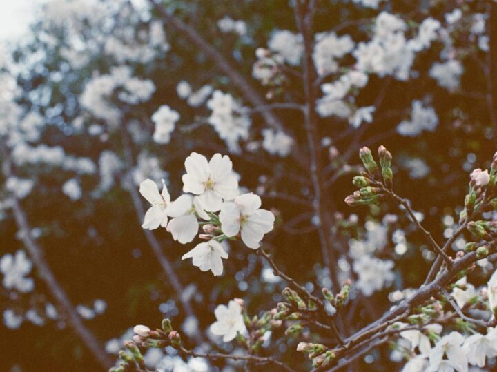 Park Silvas