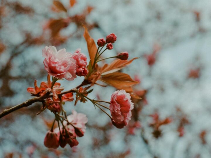Museo de Sunderland Jardines de Invierno