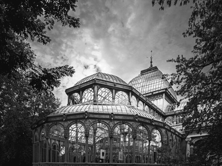 Paac Czarny Orze