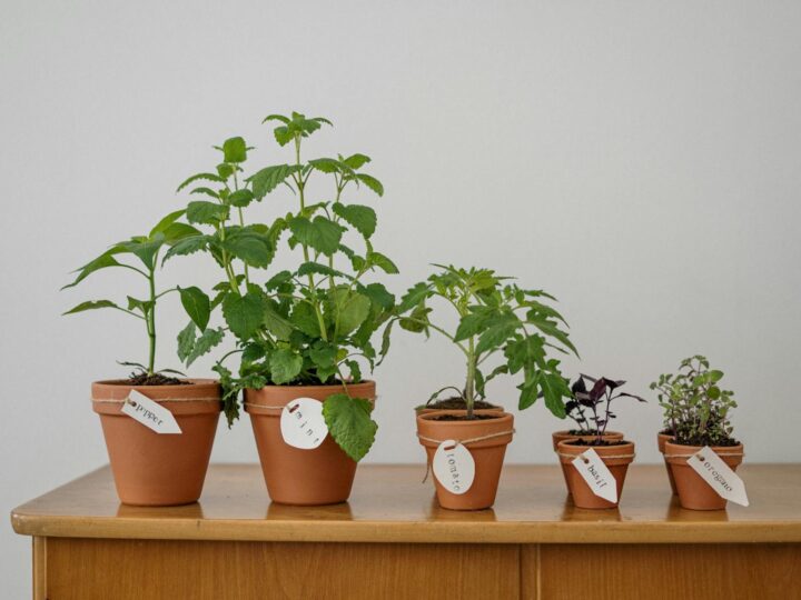 Il Giardino della Piantagione