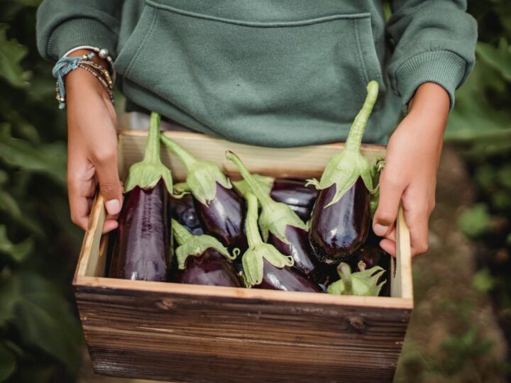 Il Giardino della Piantagione