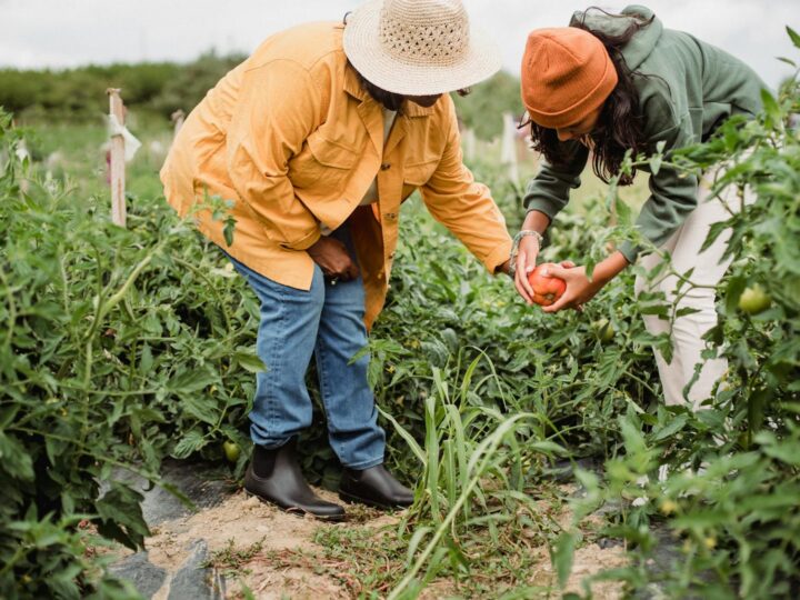 Il Giardino della Piantagione