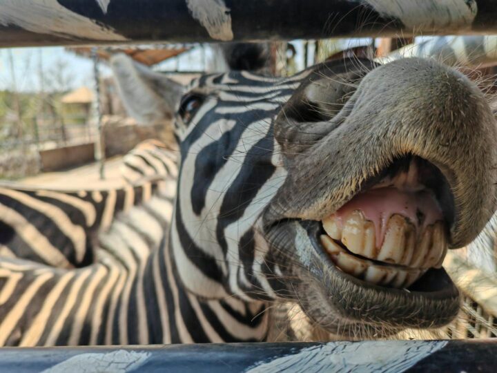 Zoo des contes de fes