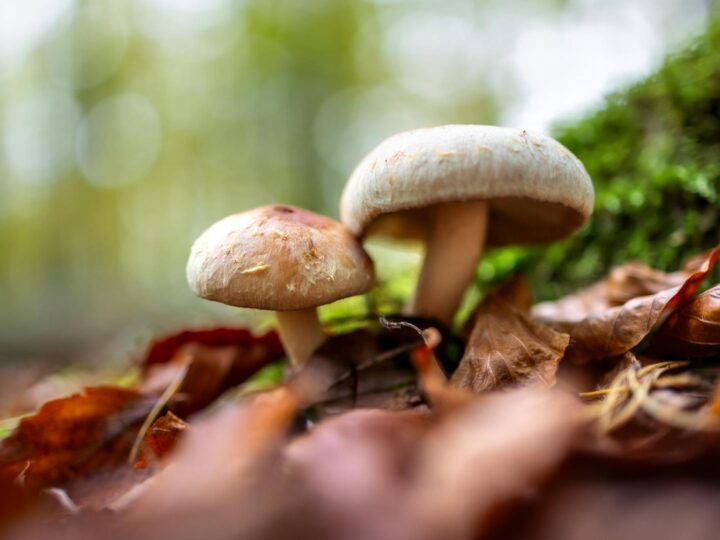 Fairytale Forest