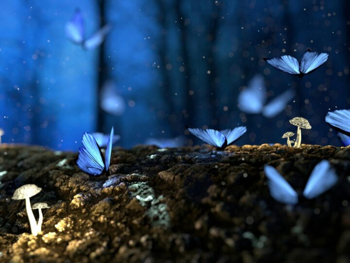 Fairytale Forest
