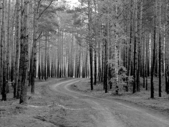 Hobbledown Heath