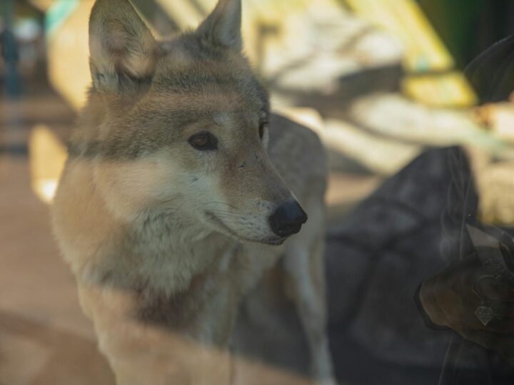 Zoolgico de Miskolc