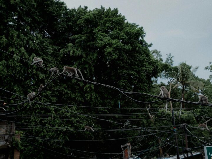 Cidade dos Macacos Breda