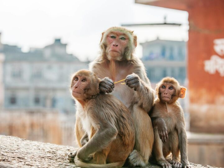Cidade dos Macacos Breda