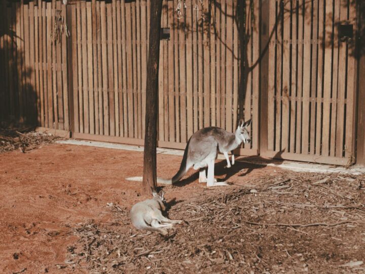 Parque Natural ZooAtraes