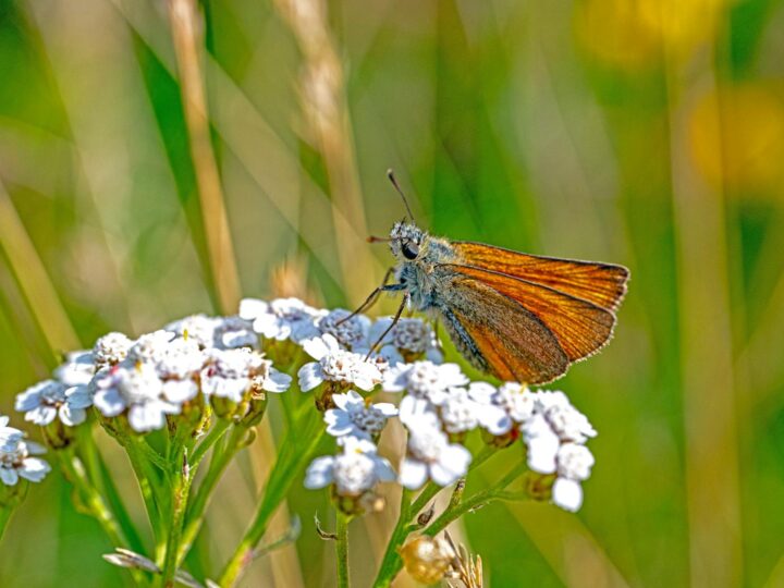 Ohligser Heide