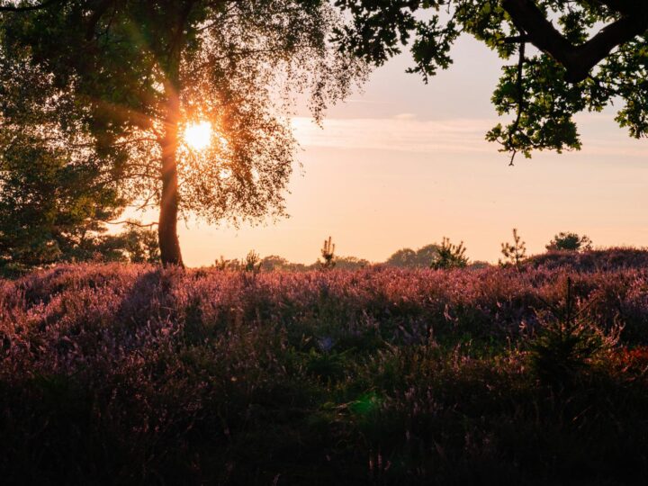 Ohligser Heide