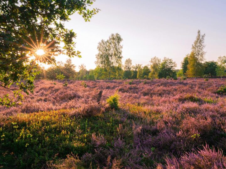 Ohligser Heide