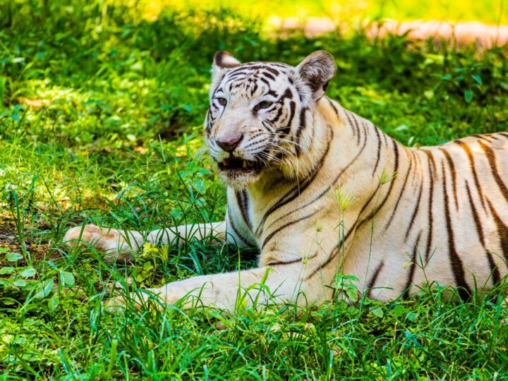 Zoolgico de Osnabrck