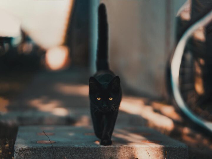 Sigilo