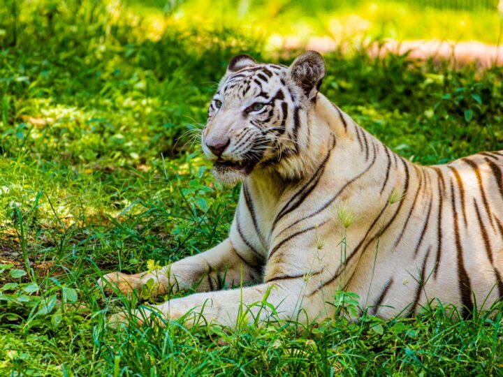 Zoolgico de Szeged