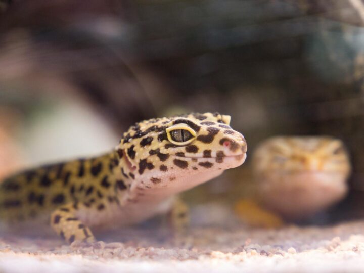 Vivarium Darmstadt
