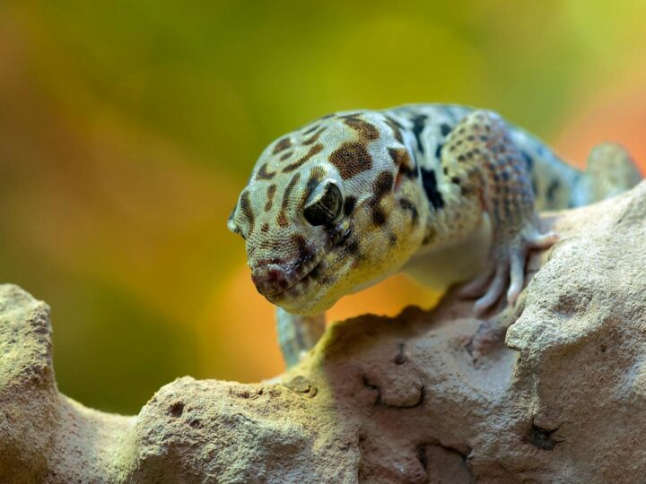 Vivarium Darmstadt