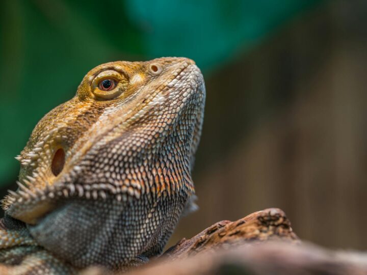 Vivarium Darmstadt