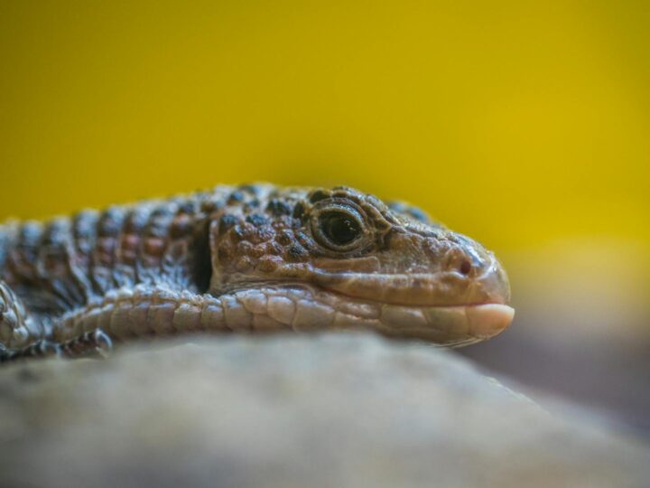 Vivarium Darmstadt