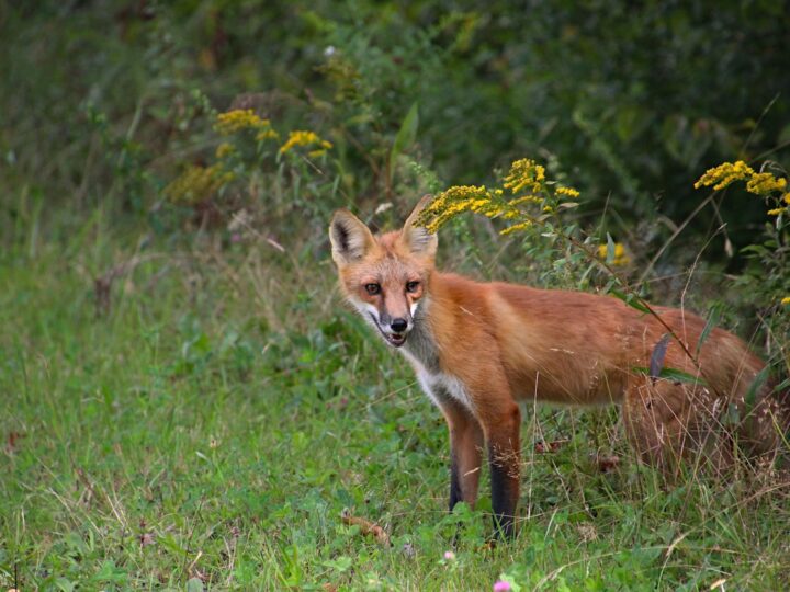 Le Royaume Sauvage de York